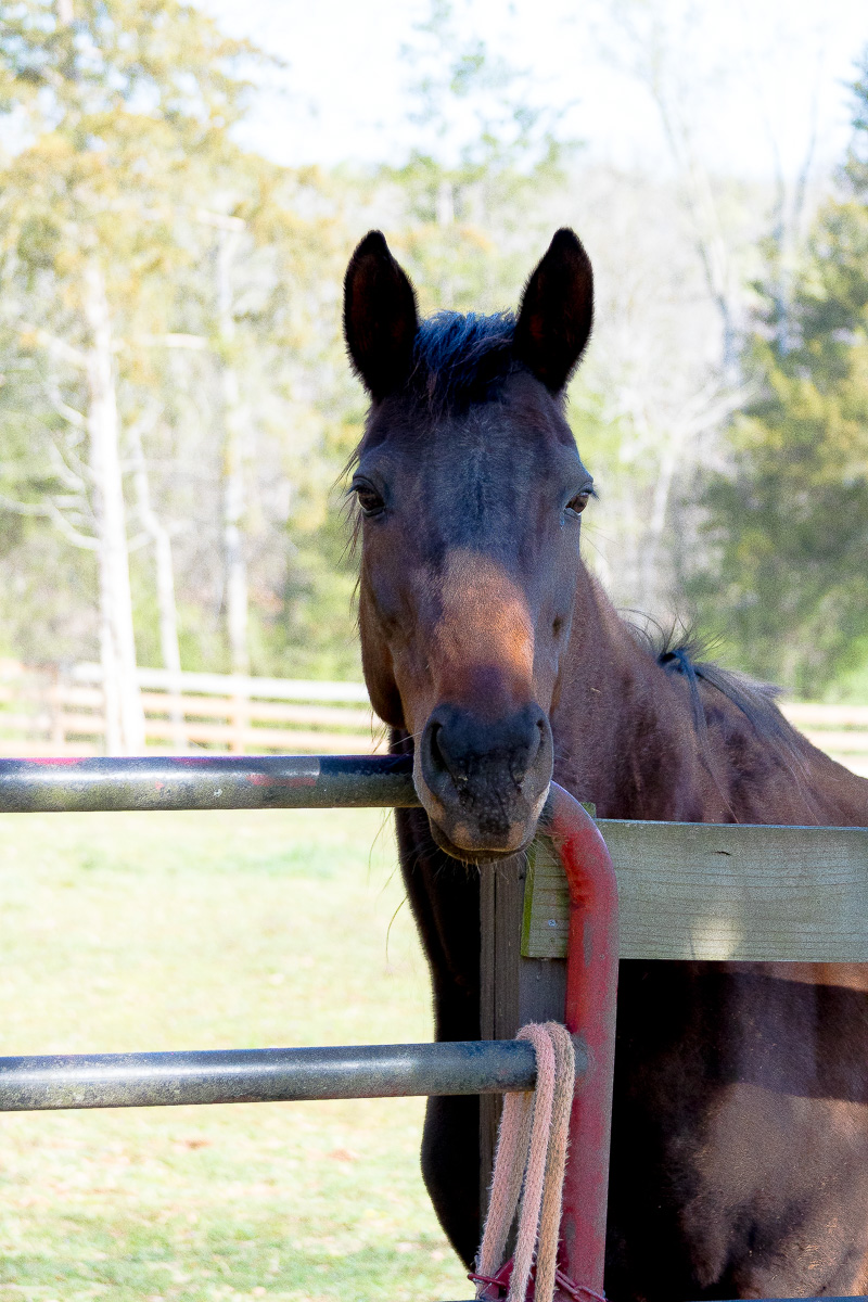 Friday at the Farm....A new Mare