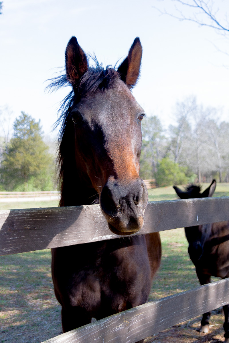 Friday at the Farm....A new Mare