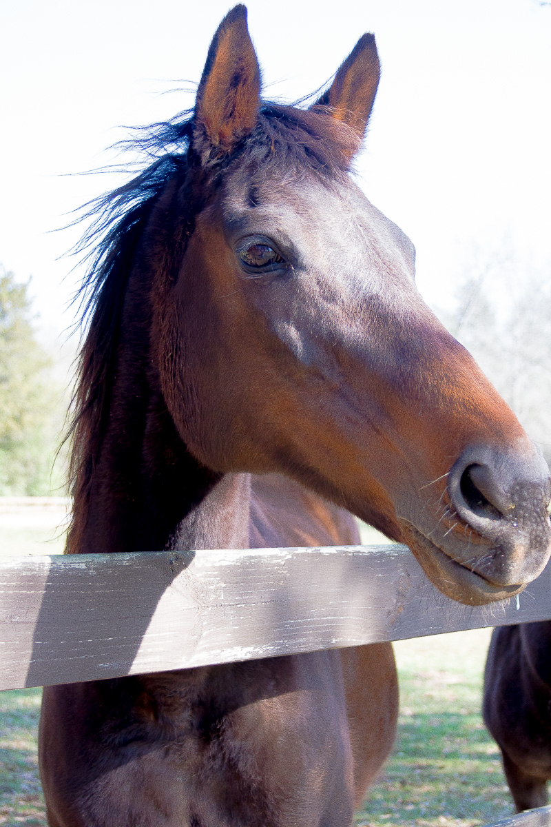 Friday at the Farm....A new Mare