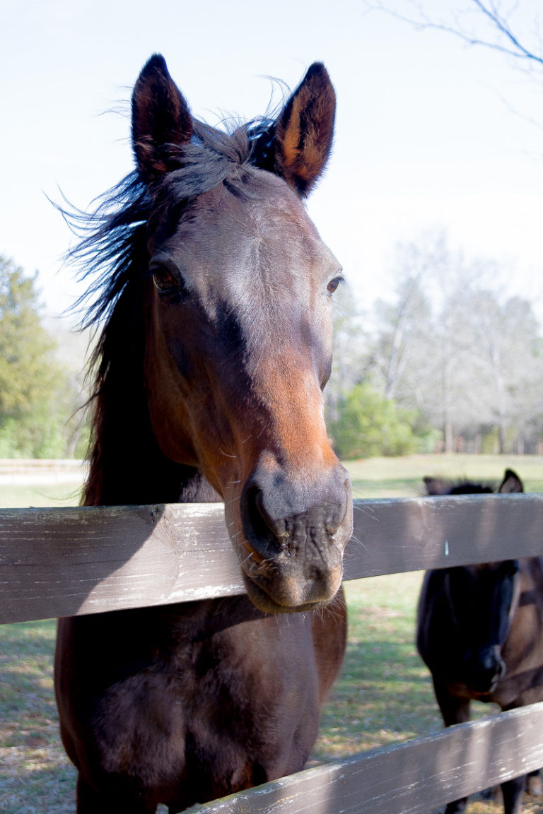 Friday at the Farm….A new Mare