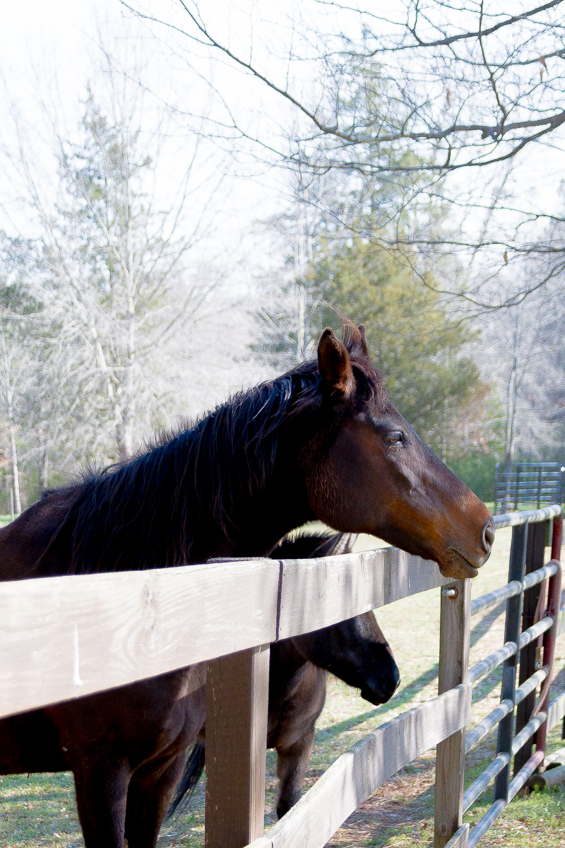 Friday at the Farm....A new Mare