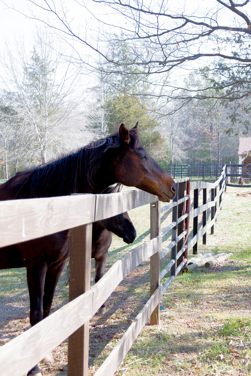 Friday at the Farm....A new Mare