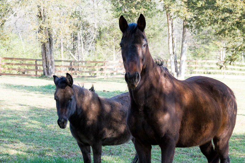 Friday at the Farm....A new Mare