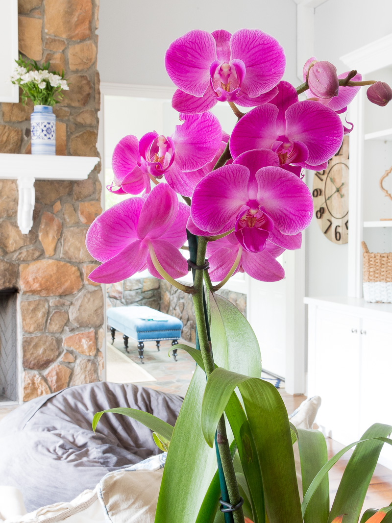 The simple truth to growing beautiful Orchids