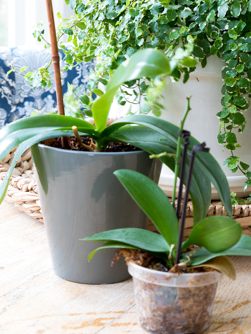 The simple truth to growing beautiful Orchids