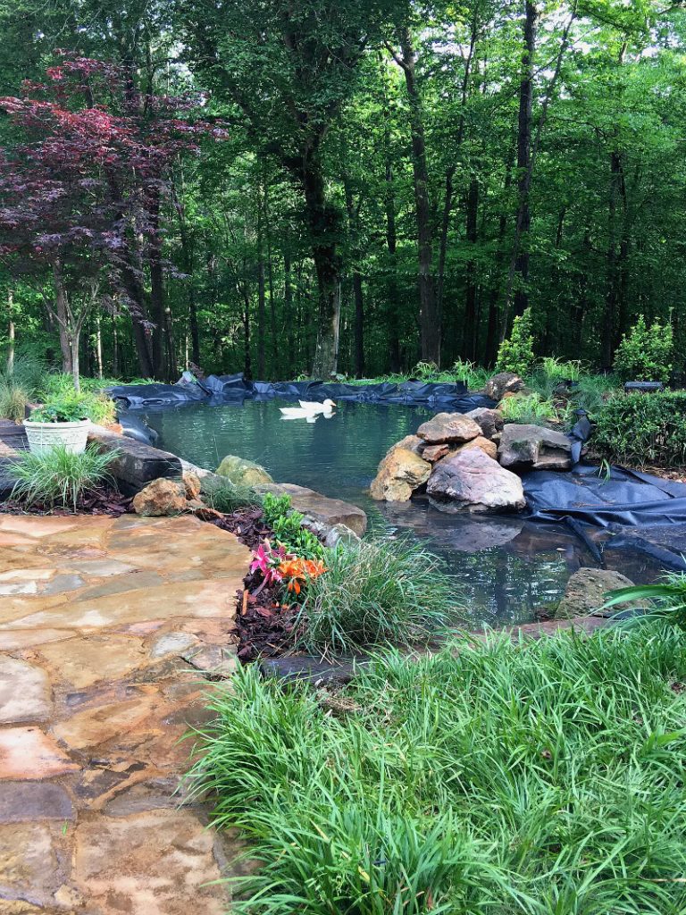 Monday Musings and my Pond and Pool Progress
