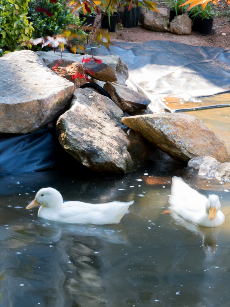 How to create a duck pond that every duck will love