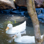 How to create a duck pond that every duck will love