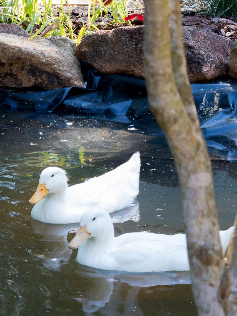 How to create a duck pond that every duck will love