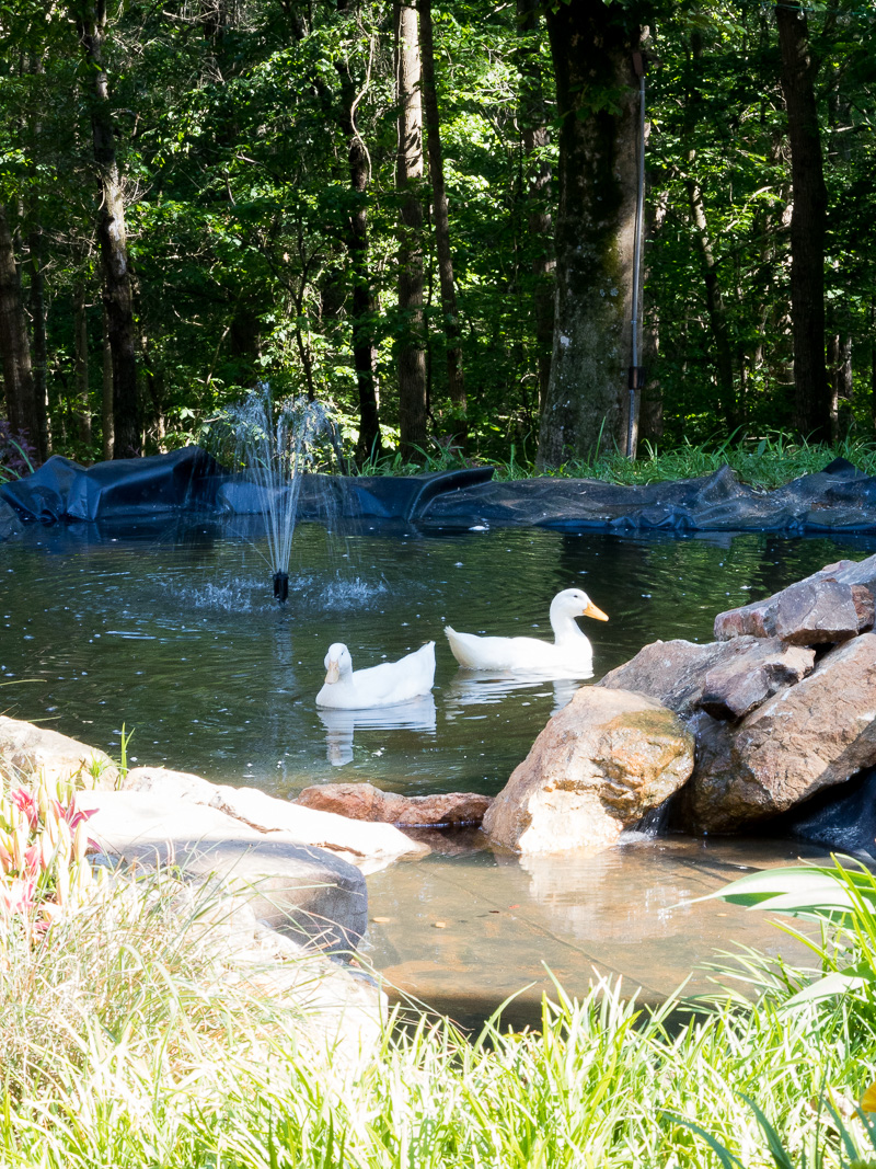 How to create a duck pond that every duck will love
