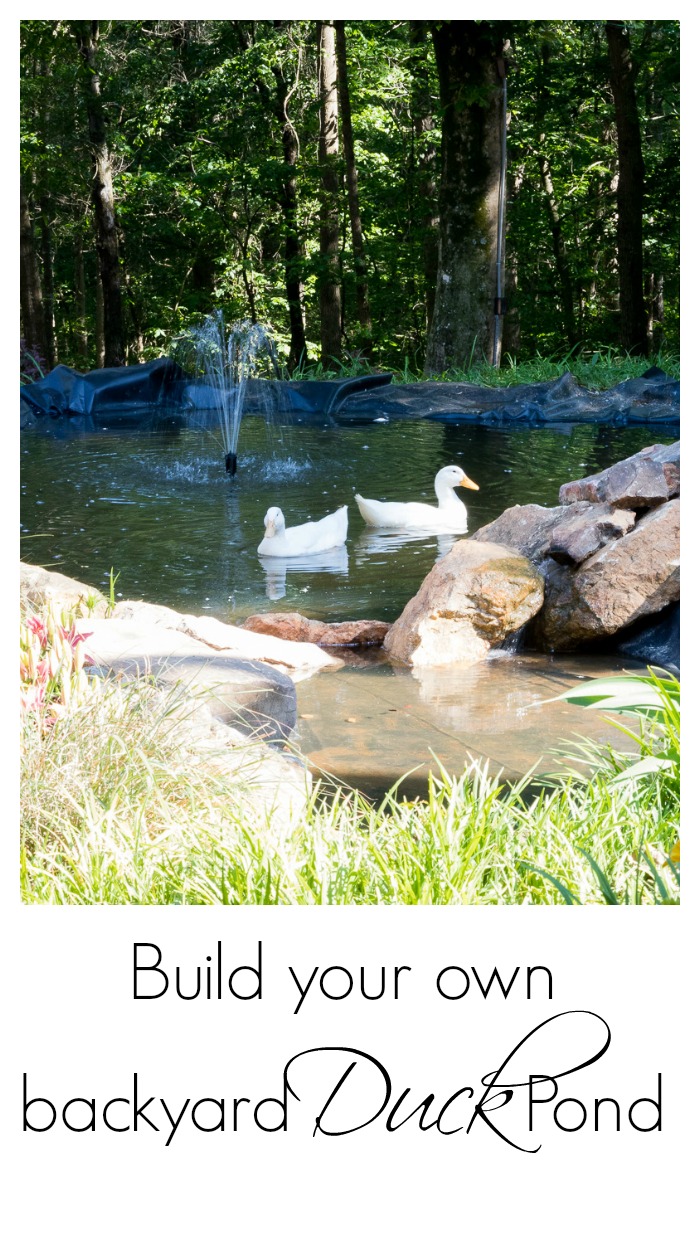 How to create a duck pond that every duck will love