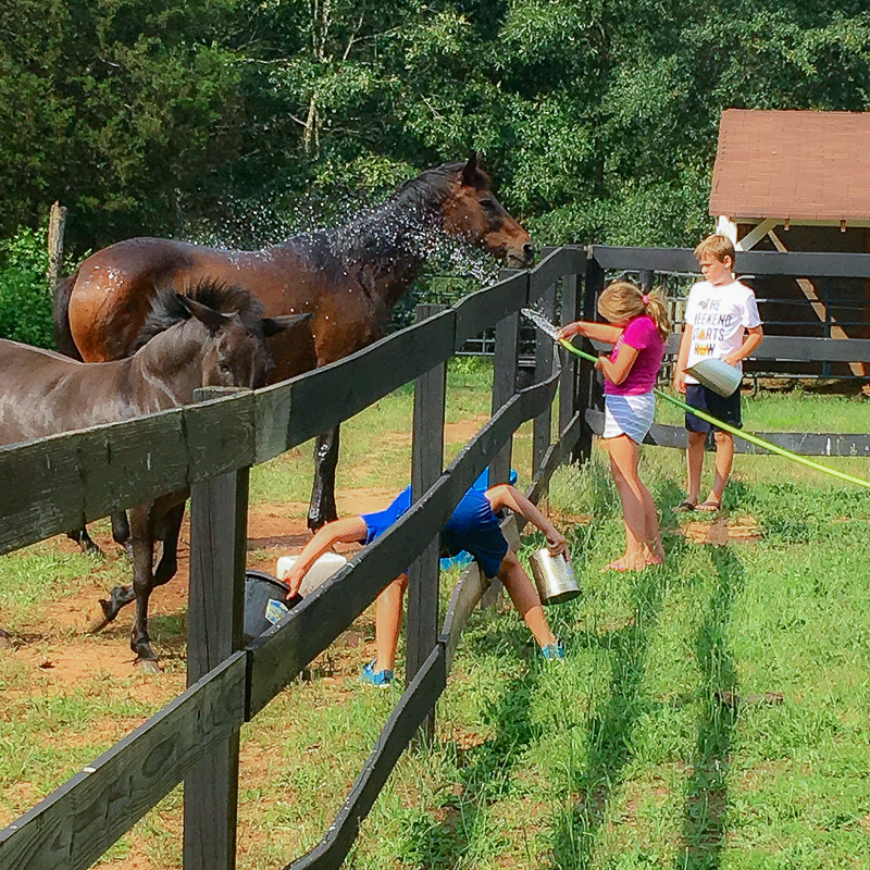 Farm Friday....It's Summer Time