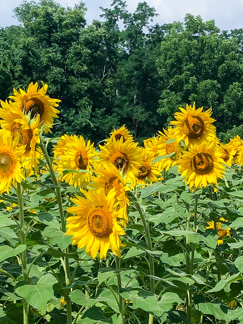 The Most amazing Sunflower field you will ever see