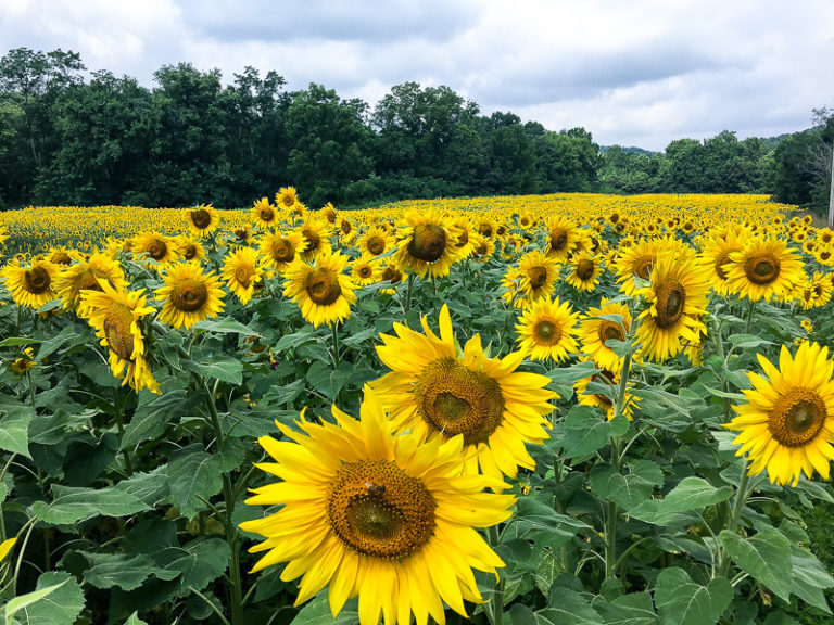 The Most amazing Sunflower field you will ever see