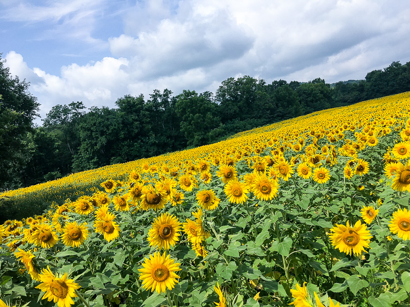 The Most amazing Sunflower field you will ever see