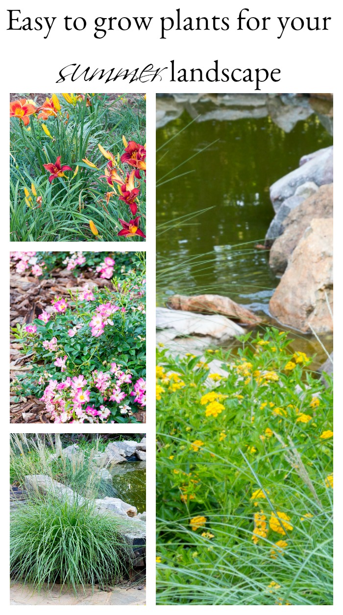 My favorite plants for your summer landscape