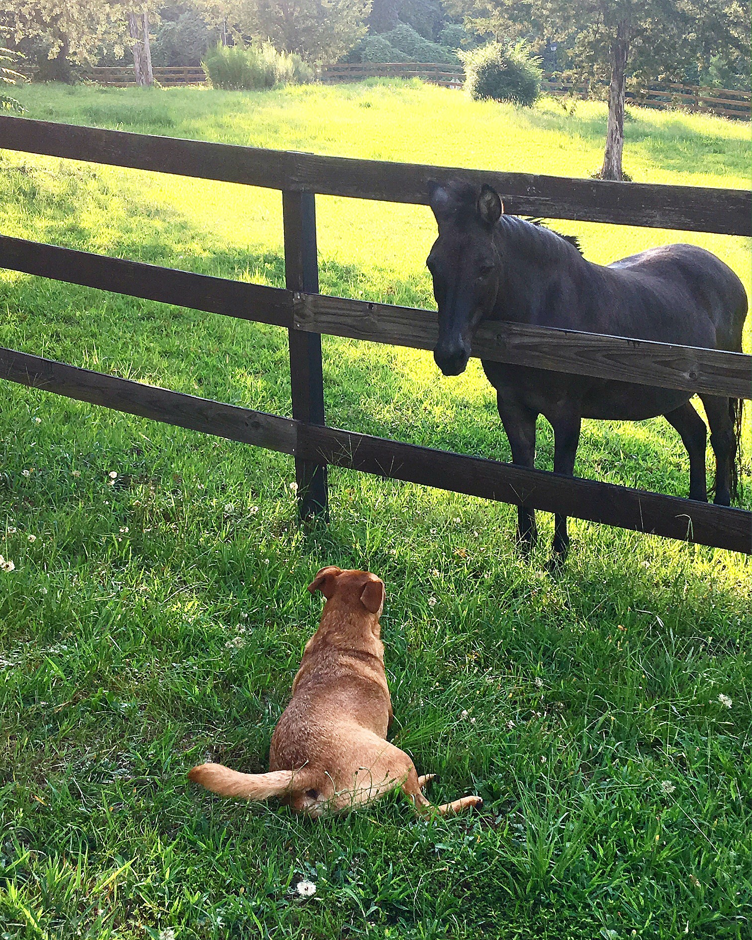 Notables at Duke Manor Farm.... Love, Windows and Rugs