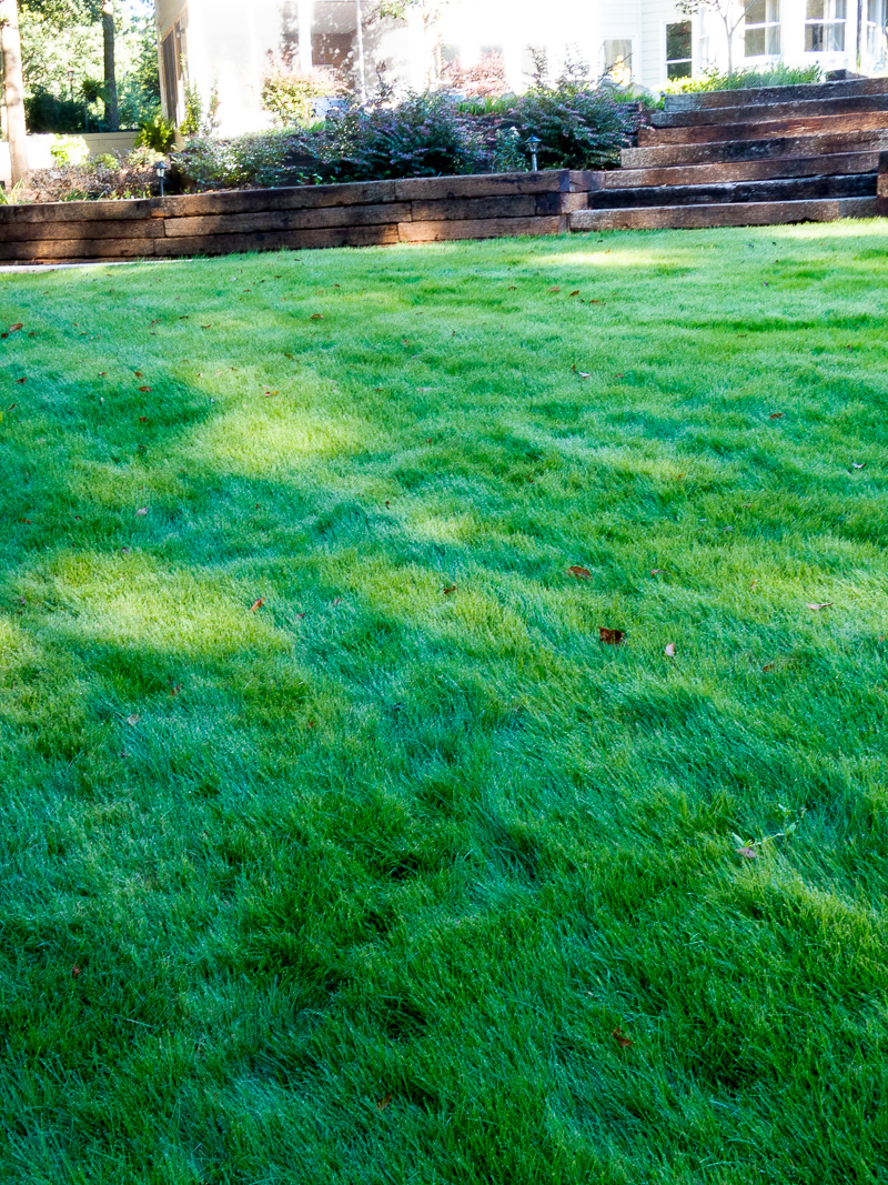 Watering Tips and Guidelines for New Sod