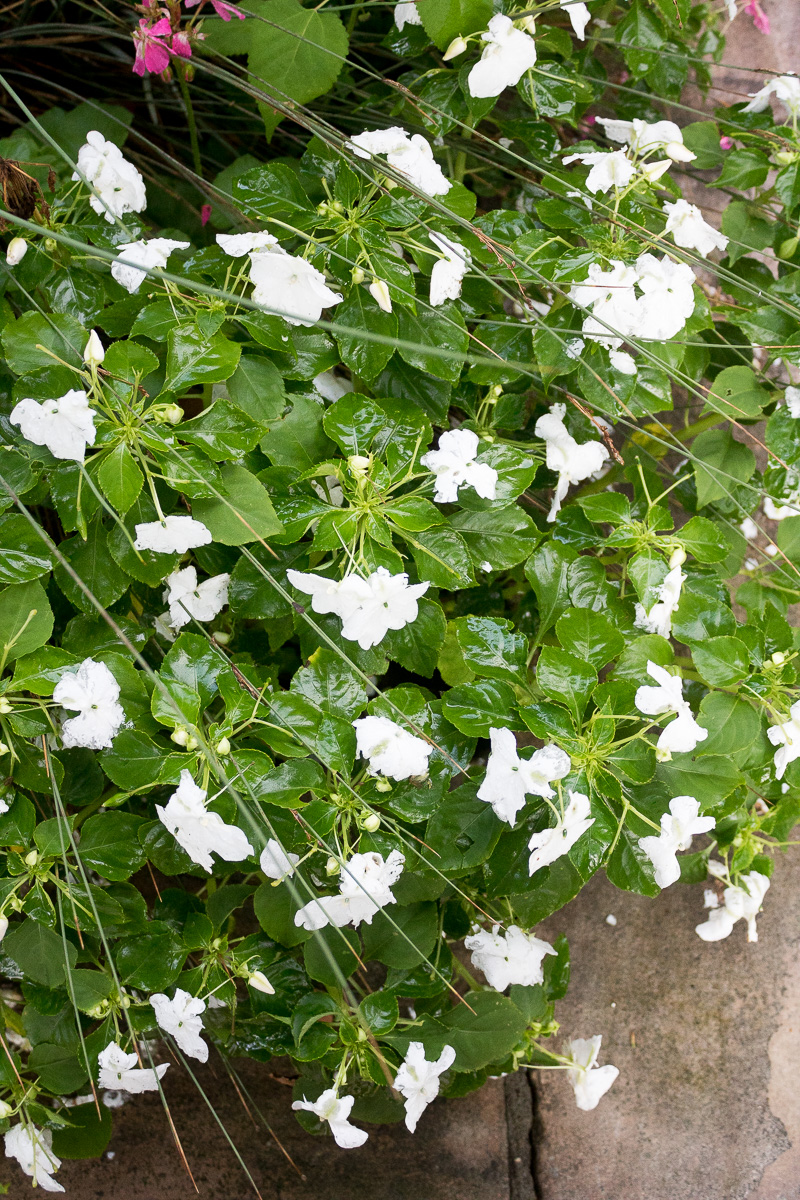 My favorite plants for your summer landscape