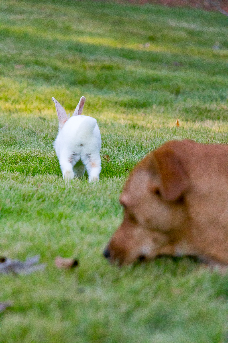 Farm Friday....Getting Along