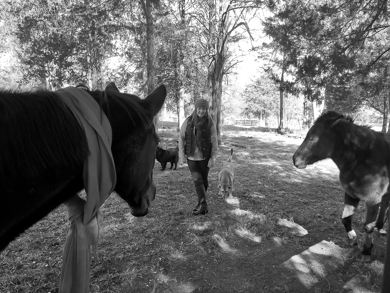 Merry Christmas from Duke Manor Farm