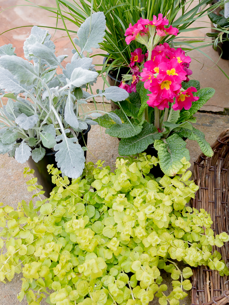 Hanging Spring basket using live plants and flowers