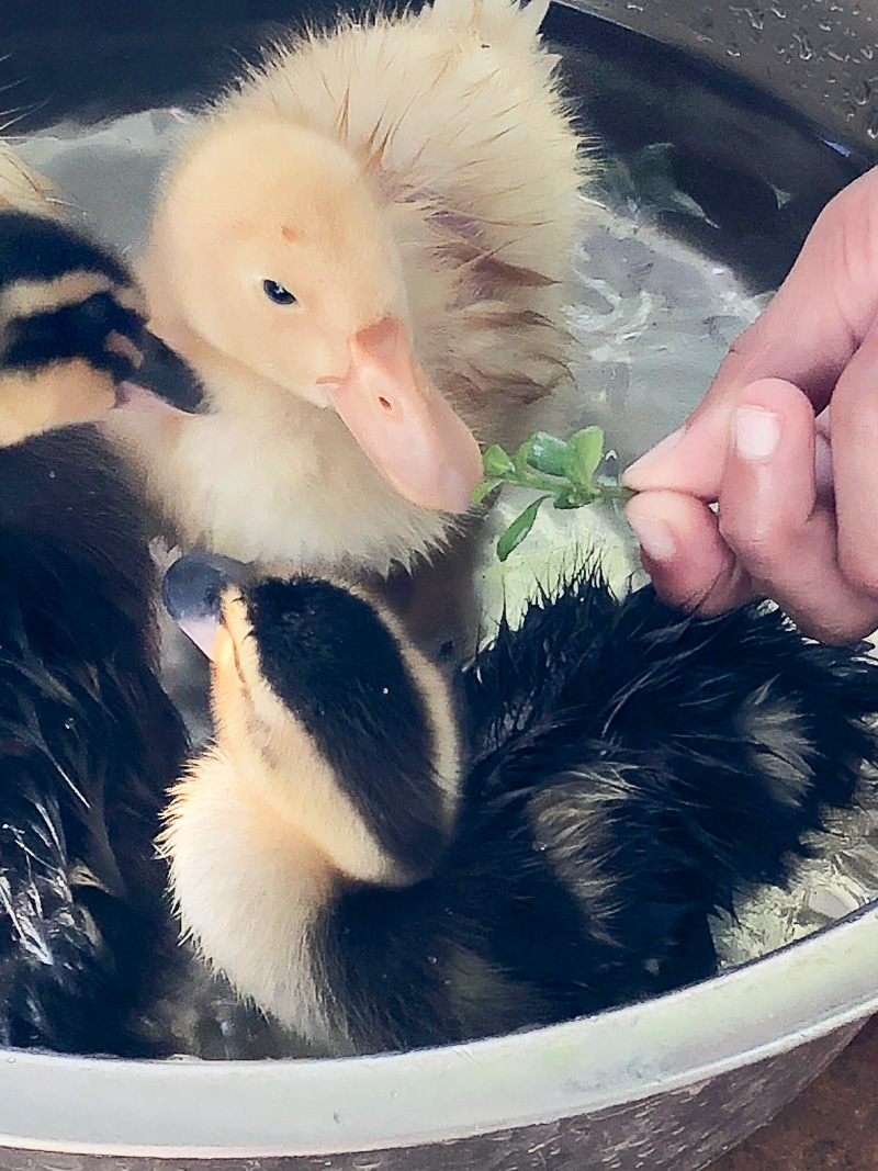 Updates from around Duck Manor and the new ducks