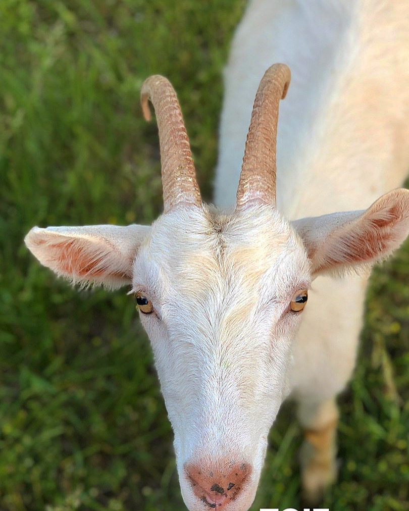 Happenings around Duke Manor Farm including a new dog, searching for a new goat and some new shades