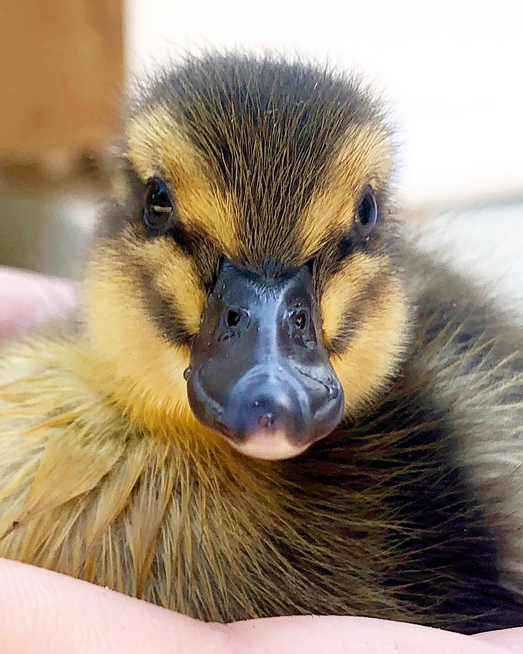 Happenings at Duke Manor Farm...new ducks, chicks and unfinished projects