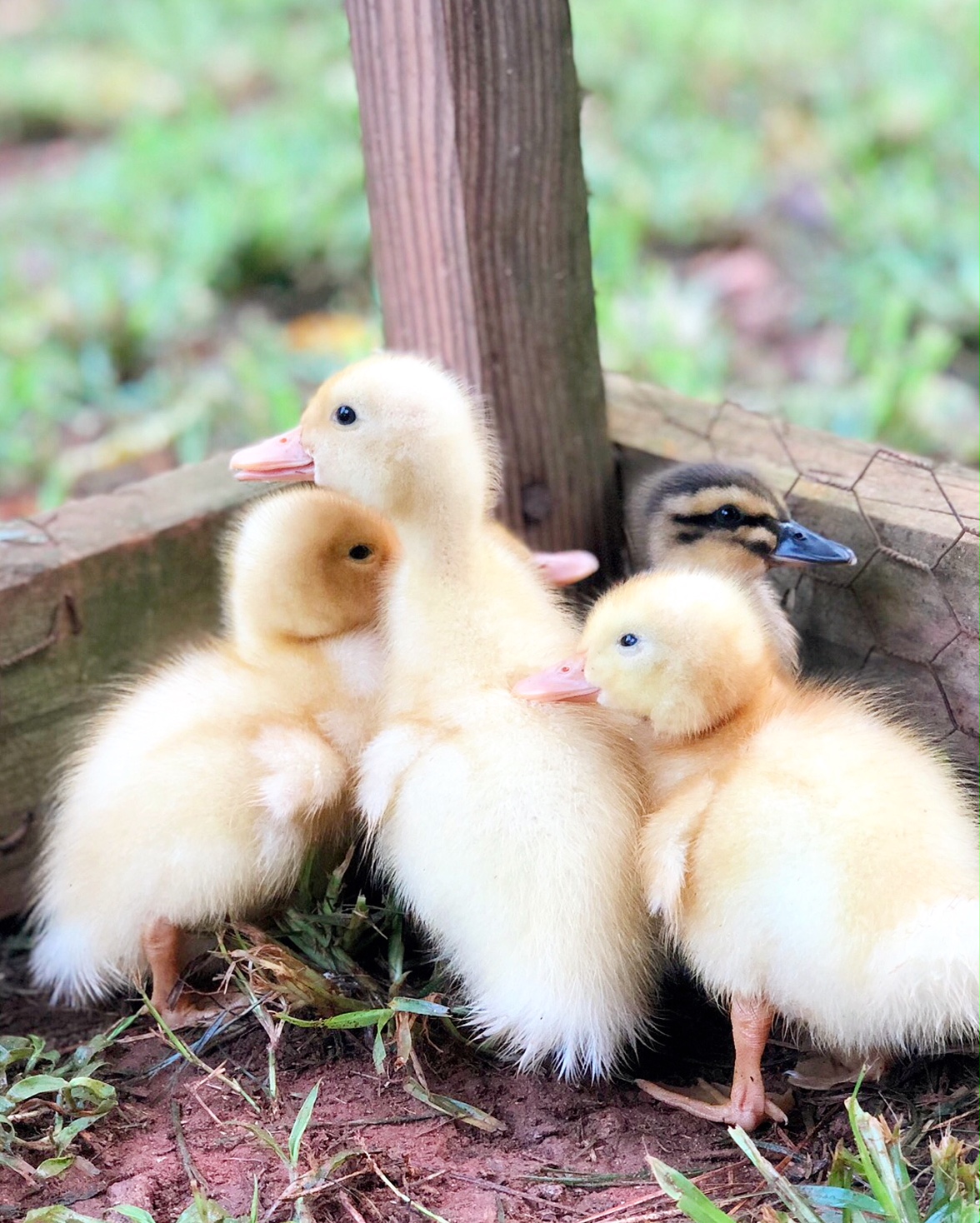 Happenings at Duke Manor Farm...new ducks, chicks and unfinished projects