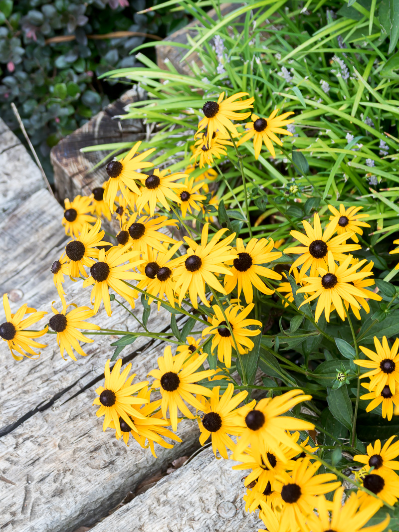 3 plants that go the extra mile in the summer heat