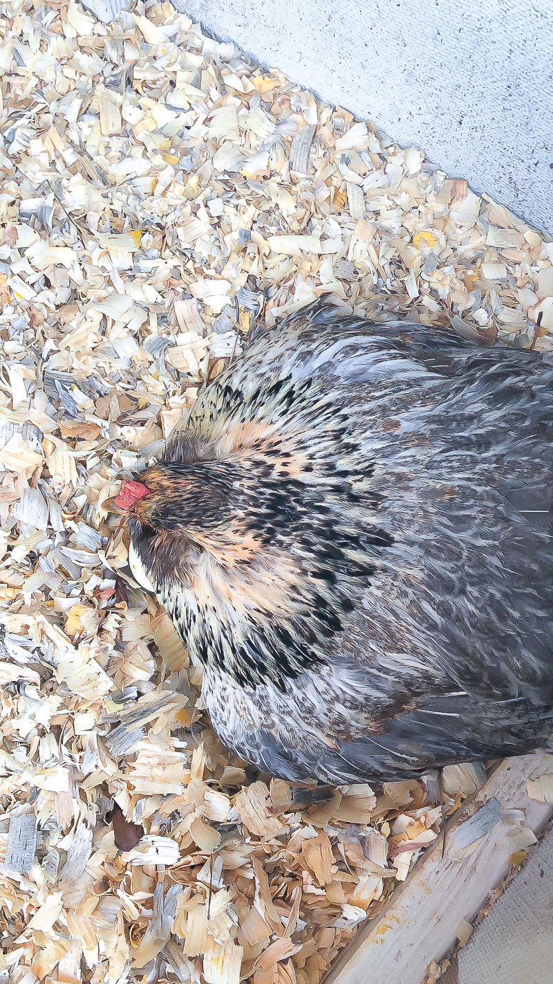 Happenings at Duke Manor Farm...new ducks, chicks and unfinished projects