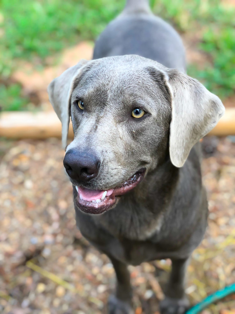 Farm Friday…..Our New Silver Labrador