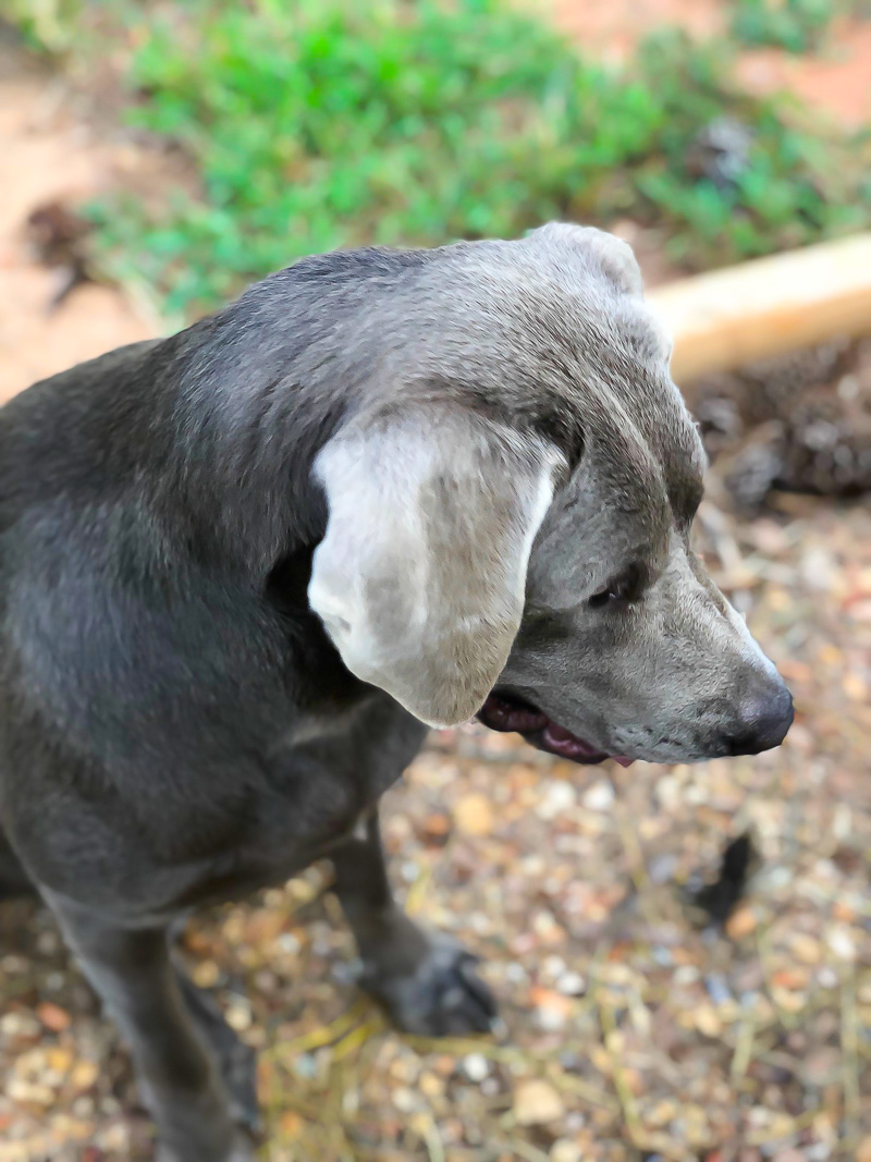 Farm Friday.....Our New Silver Labrador