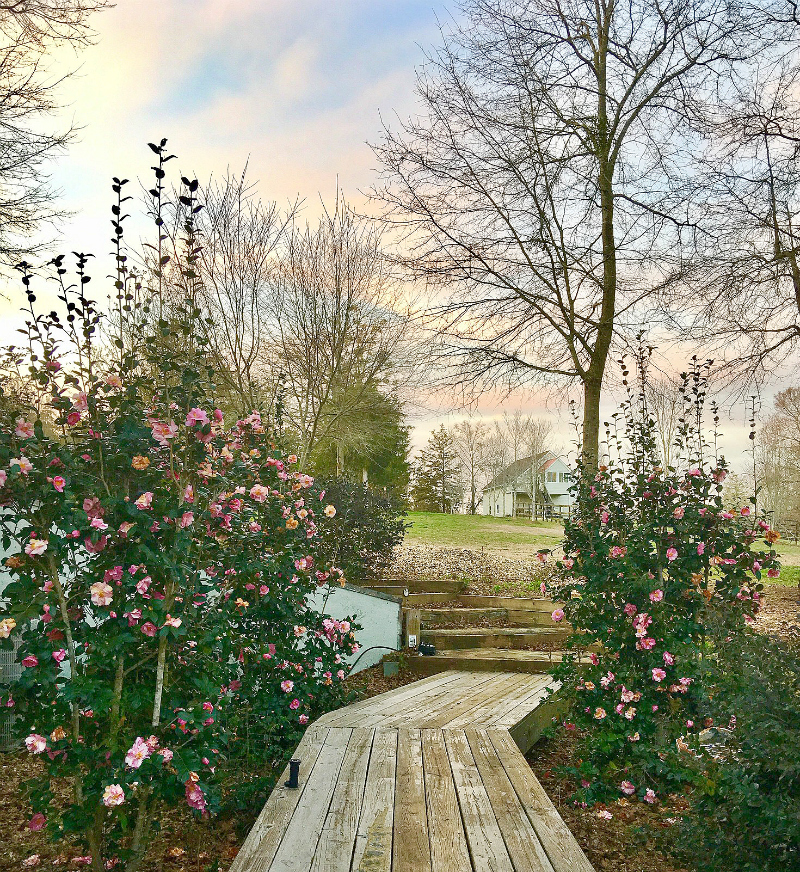 The first blooms of Spring at Duke Manor Farm