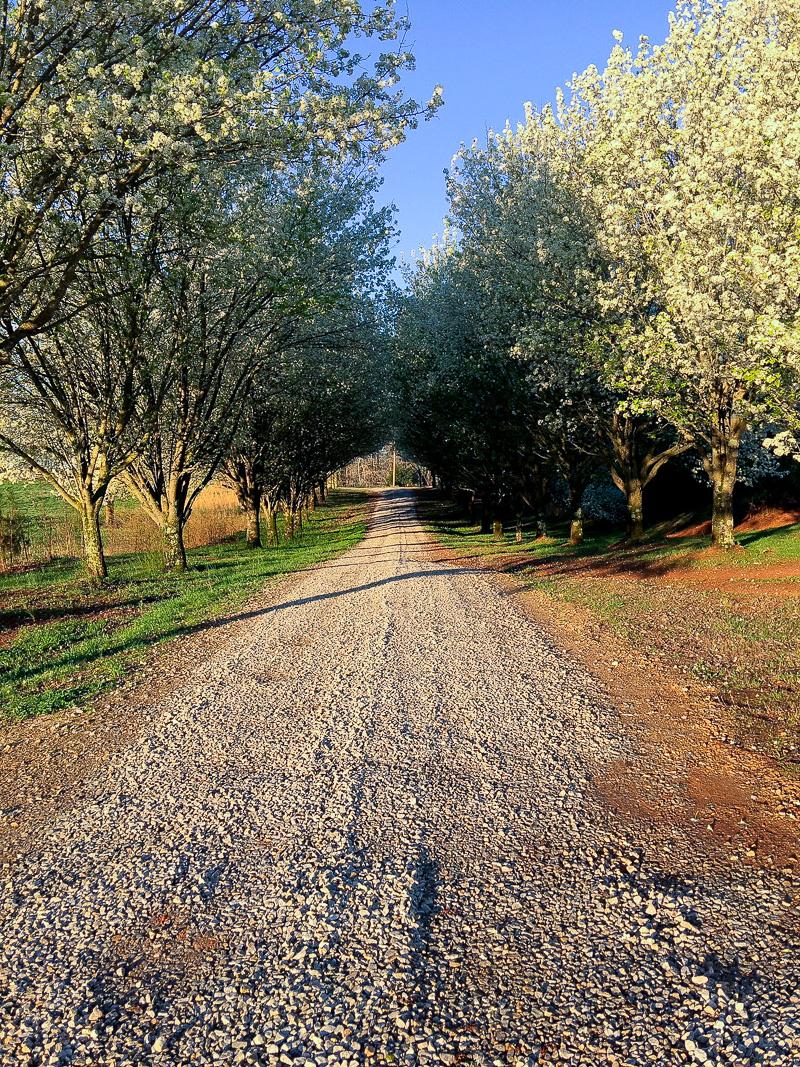 The first blooms of Spring at Duke Manor Farm