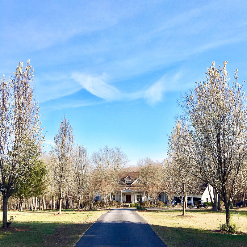 The first blooms of Spring at Duke Manor Farm