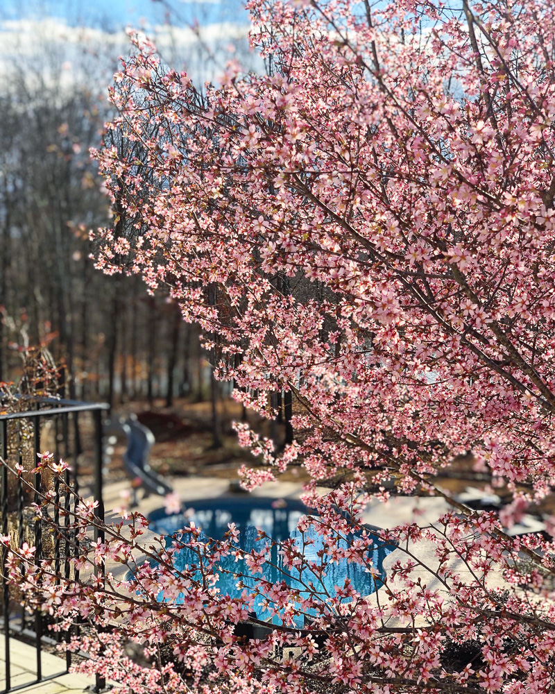 The first blooms of Spring at Duke Manor Farm