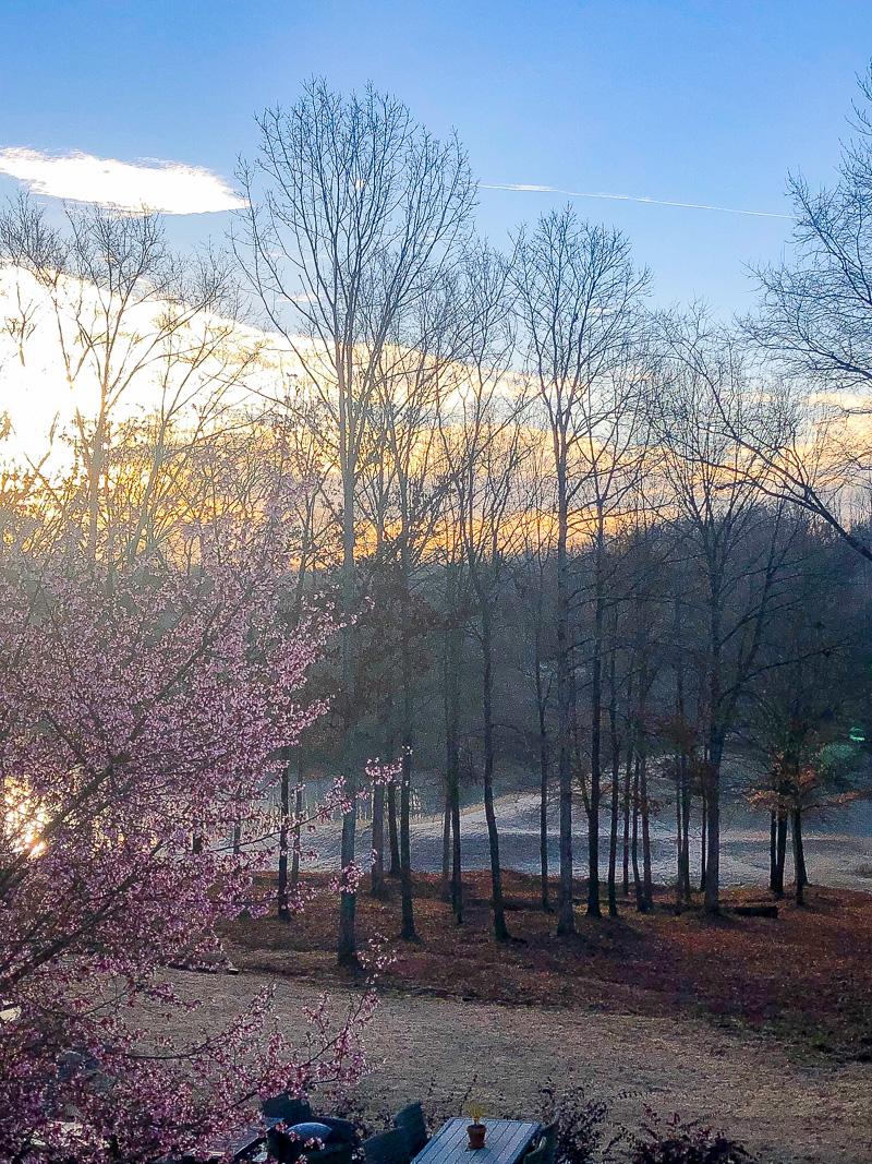 The first blooms of Spring at Duke Manor Farm