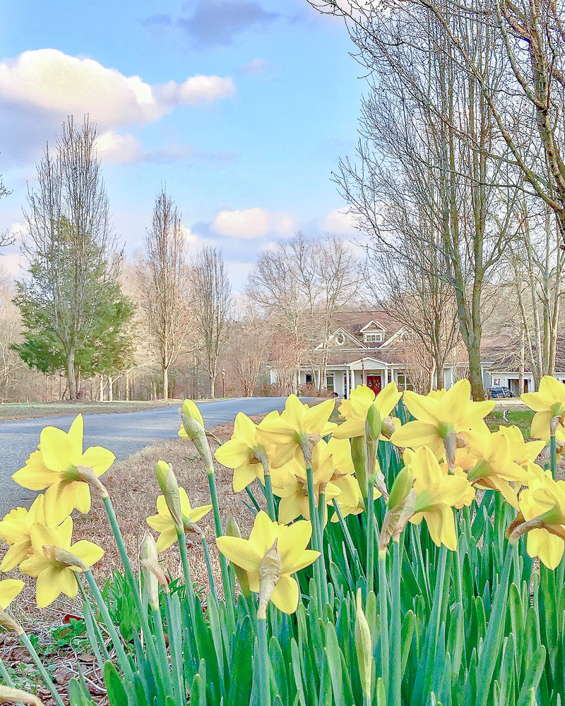 The first blooms of Spring at Duke Manor Farm