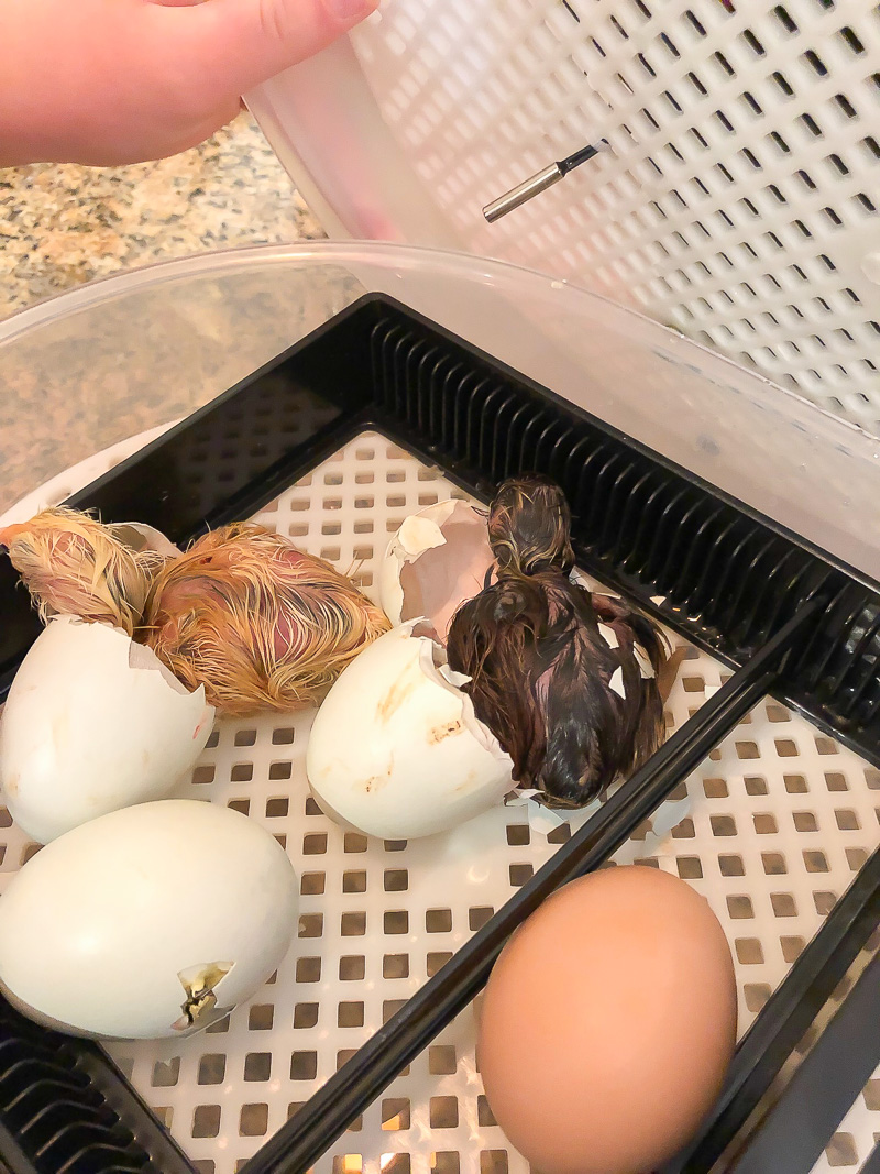Hatching Chicken Eggs for the First Time using an egg incubator