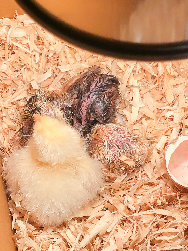 Hatching Chicken Eggs for the First Time using an egg incubator