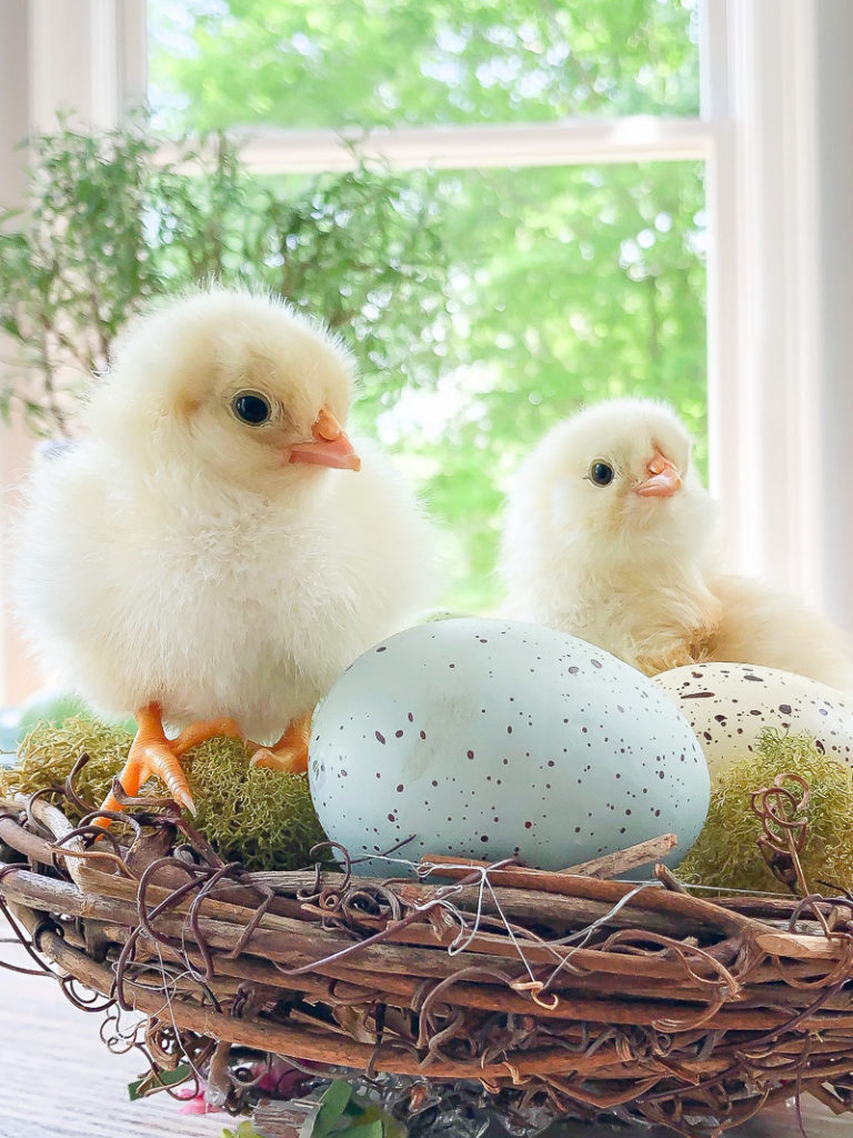 Hatching Chicken Eggs for the First Time using an egg incubator