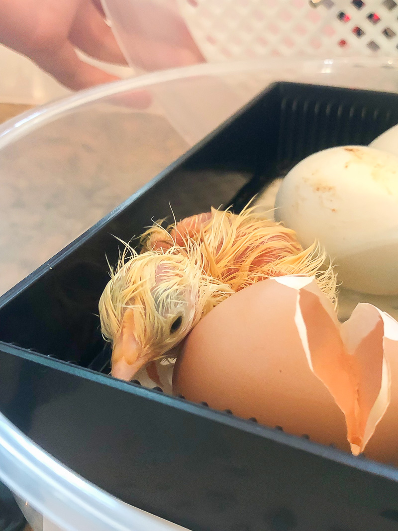 Hatching Chicken Eggs for the First Time using an egg incubator