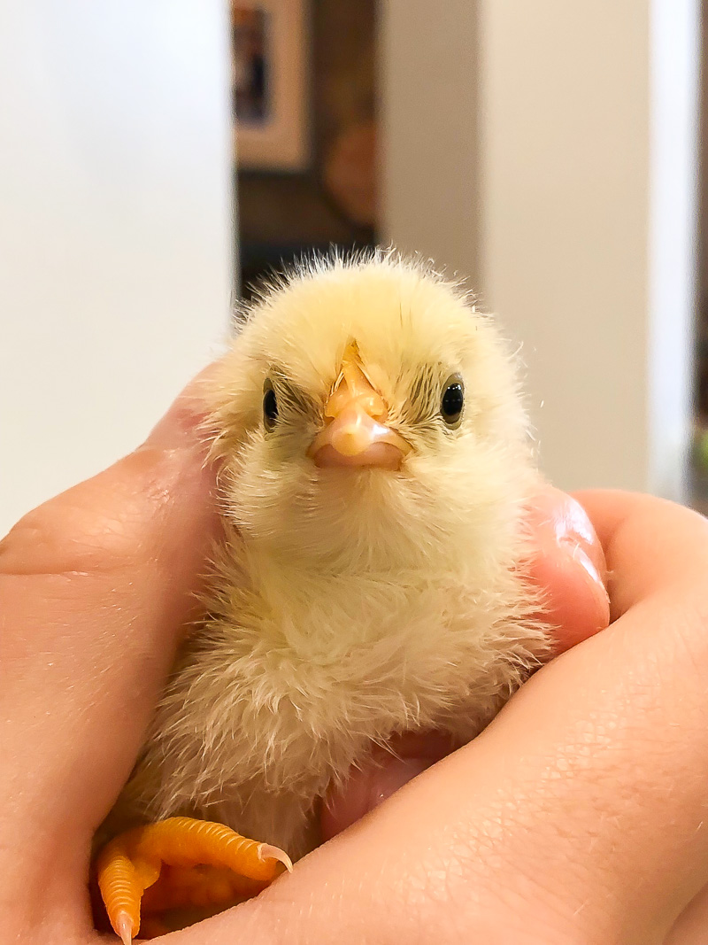 Hatching Chicken Eggs for the First Time using an egg incubator