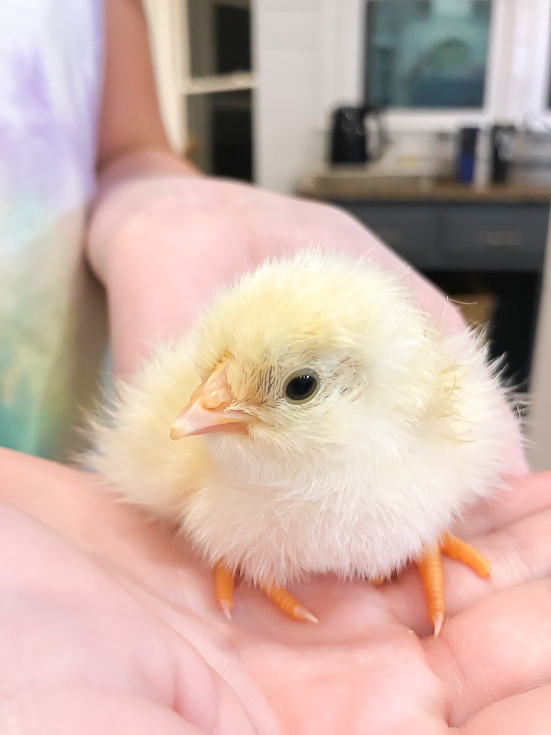 Hatching Chicken Eggs for the First Time using an egg incubator