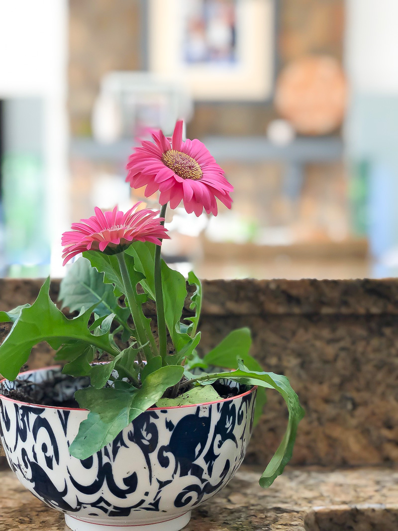 3 Tips for Growing Gerbera Daisies Indoors