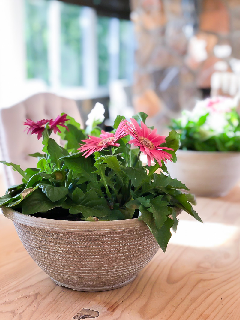 3 Tips for Growing Gerbera Daisies Indoors