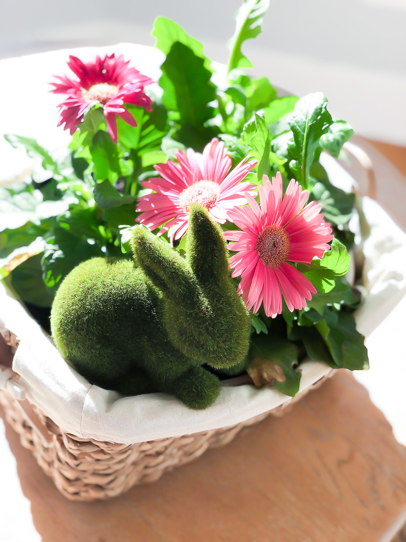 3 Tips for Growing Gerbera Daisies Indoors