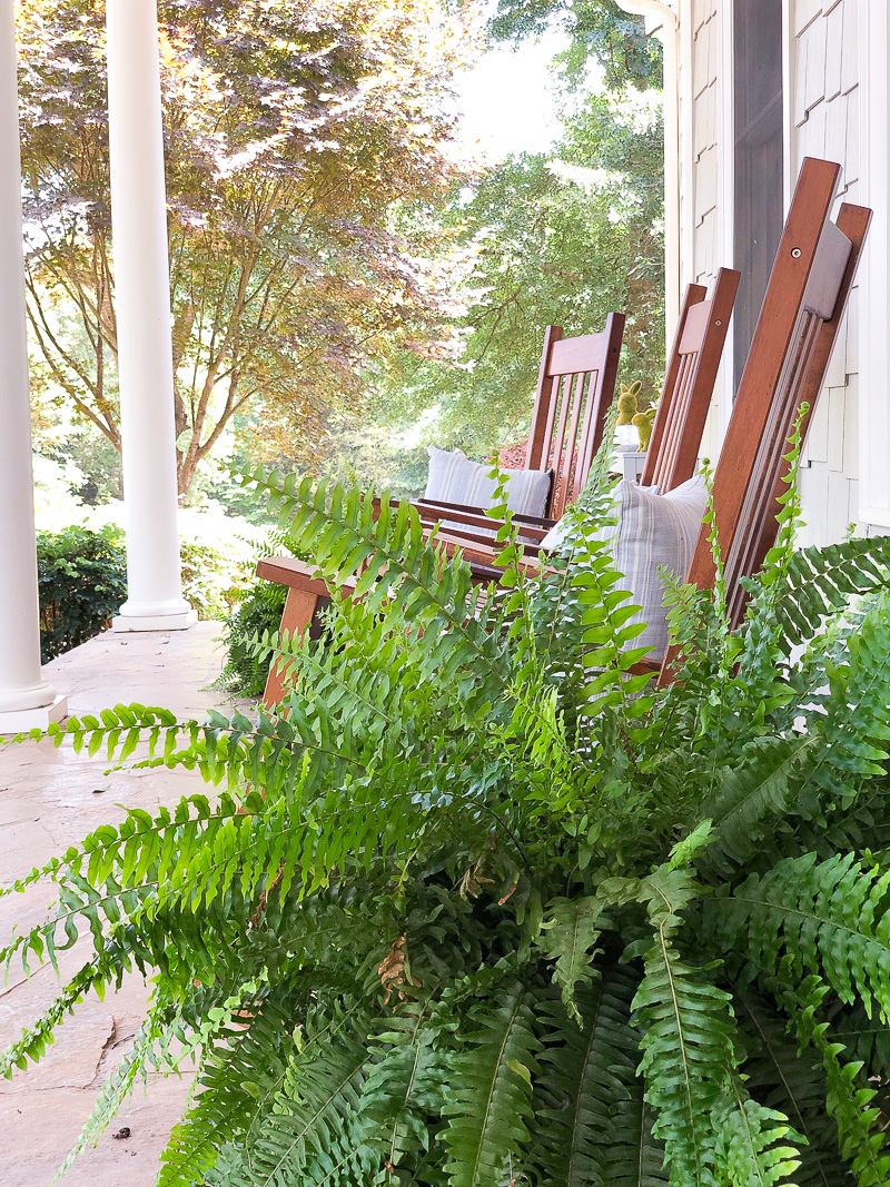 Easy Summer Plant is a boston fern on a porch